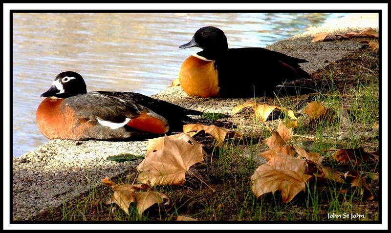 Australian Shelducks.