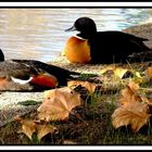 Australian Shelducks.