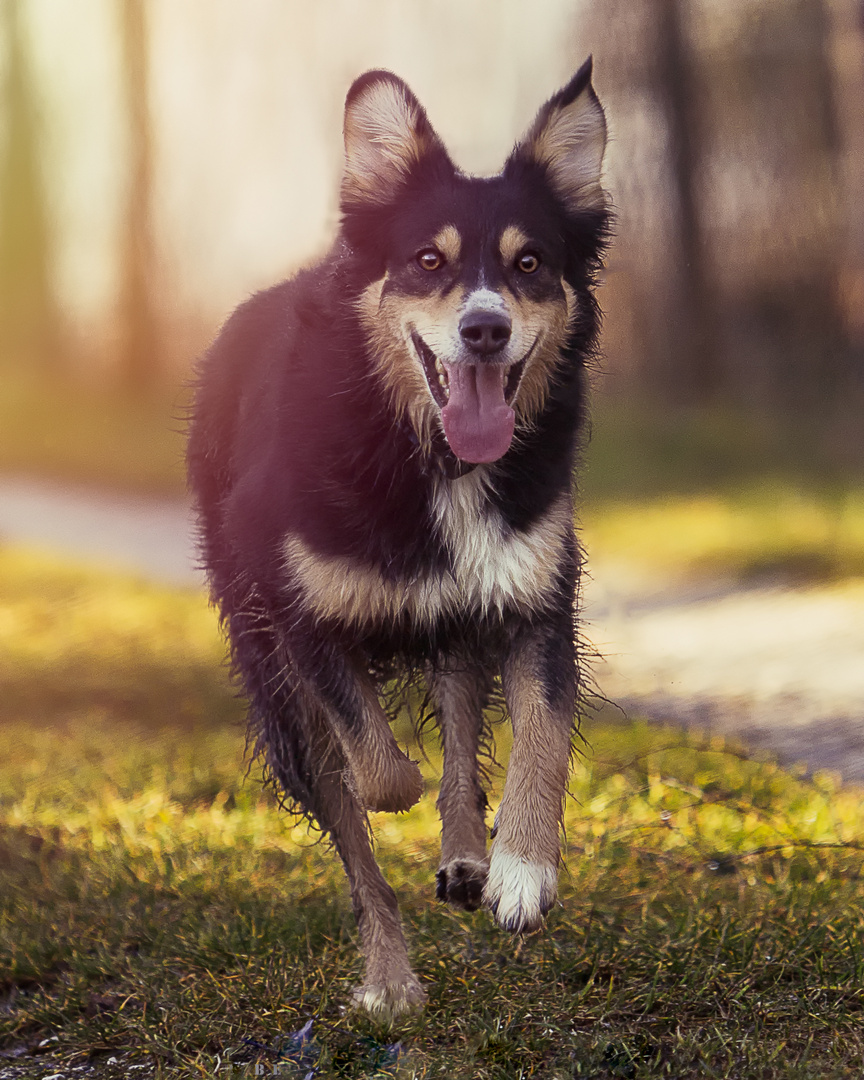 Australian Shepard