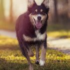 Australian Shepard