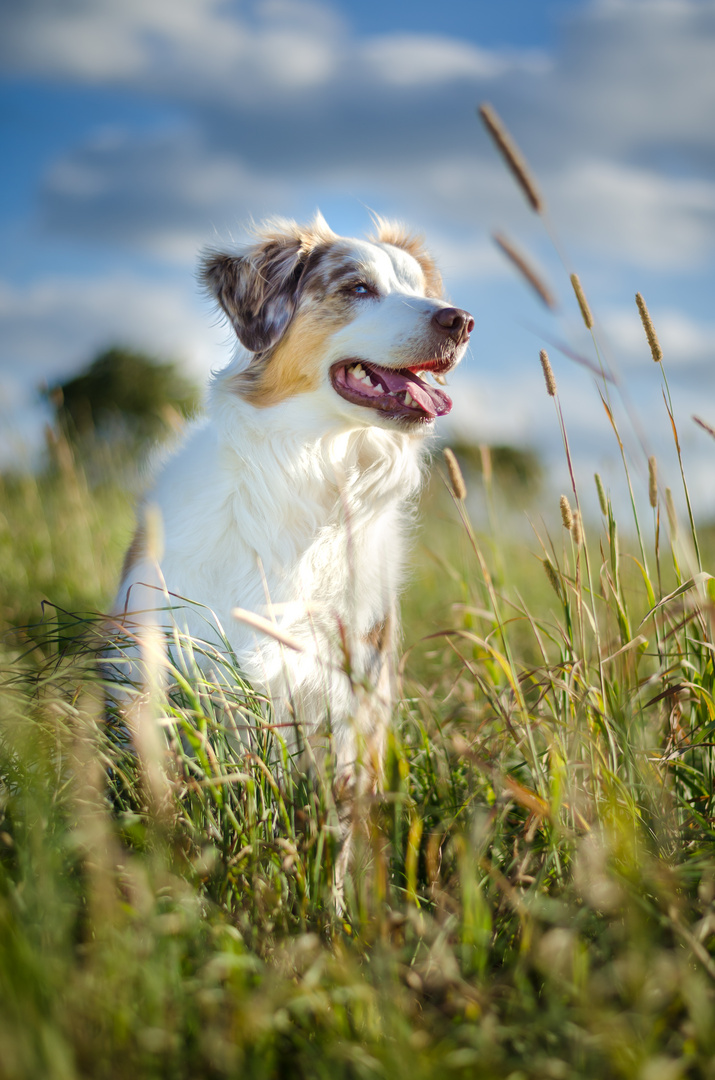 Australian Shepard