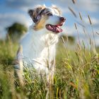 Australian Shepard