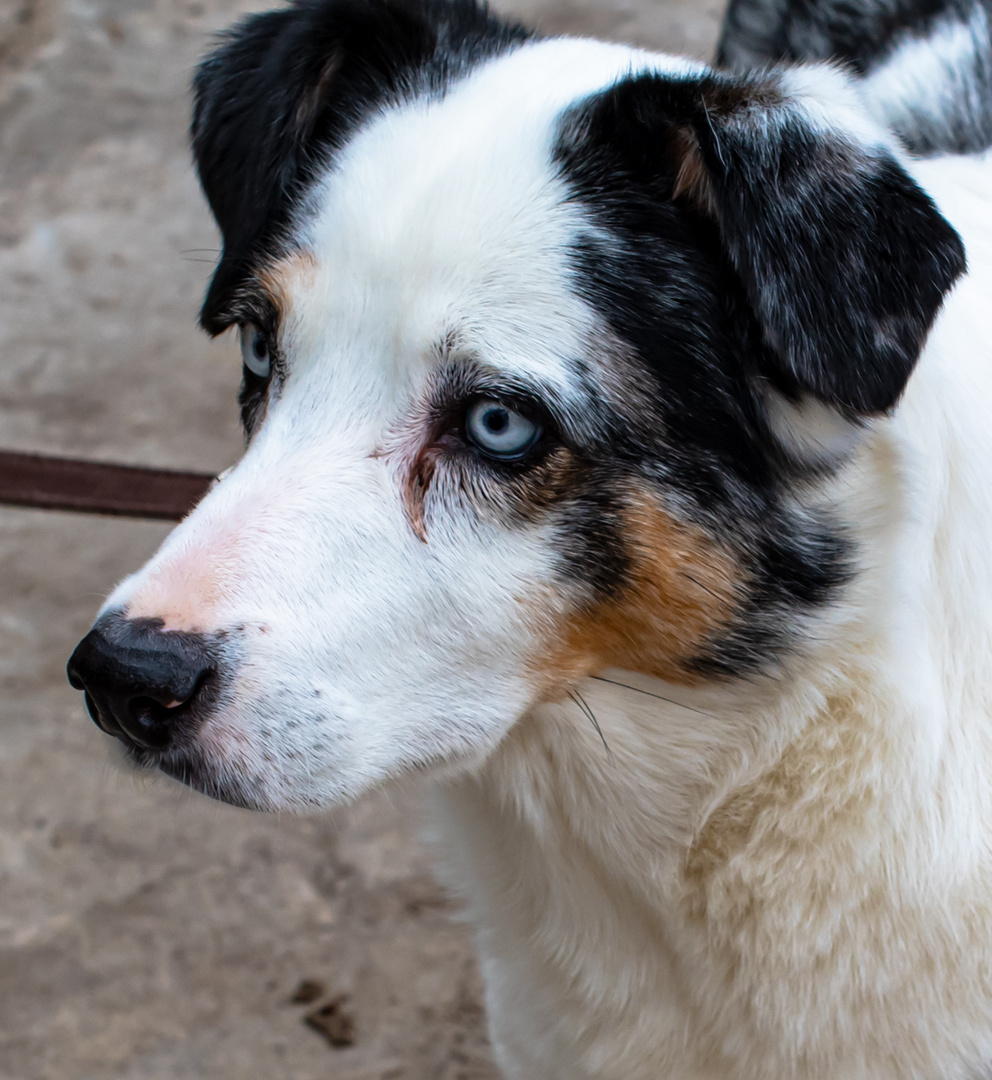 Australian Shepard Portrait DSC 1950