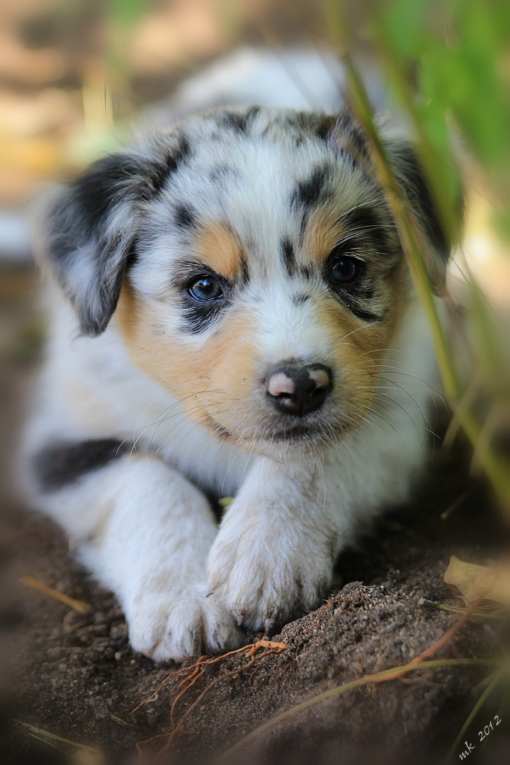 australian sheperd