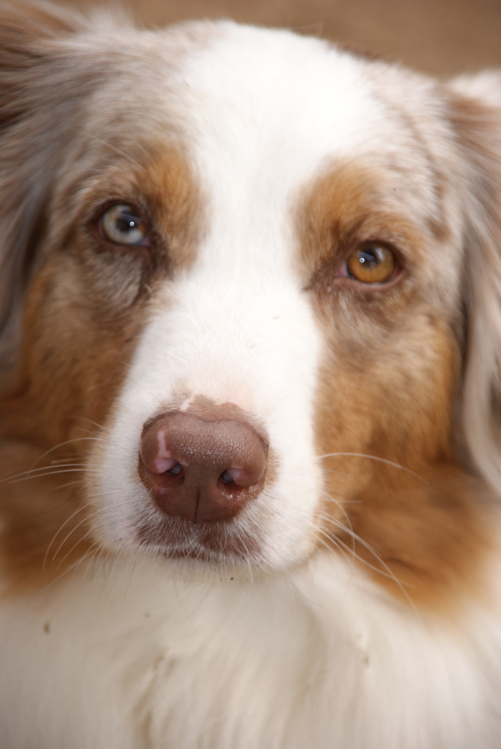 Australian Sheperd