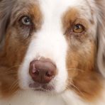 Australian Sheperd