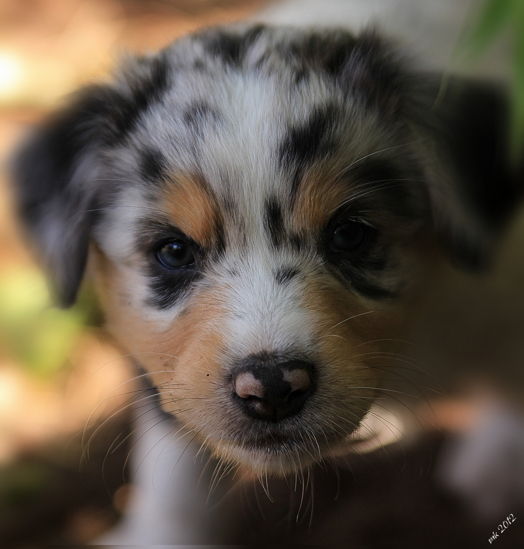 australian sheperd