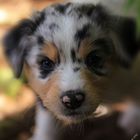 australian sheperd