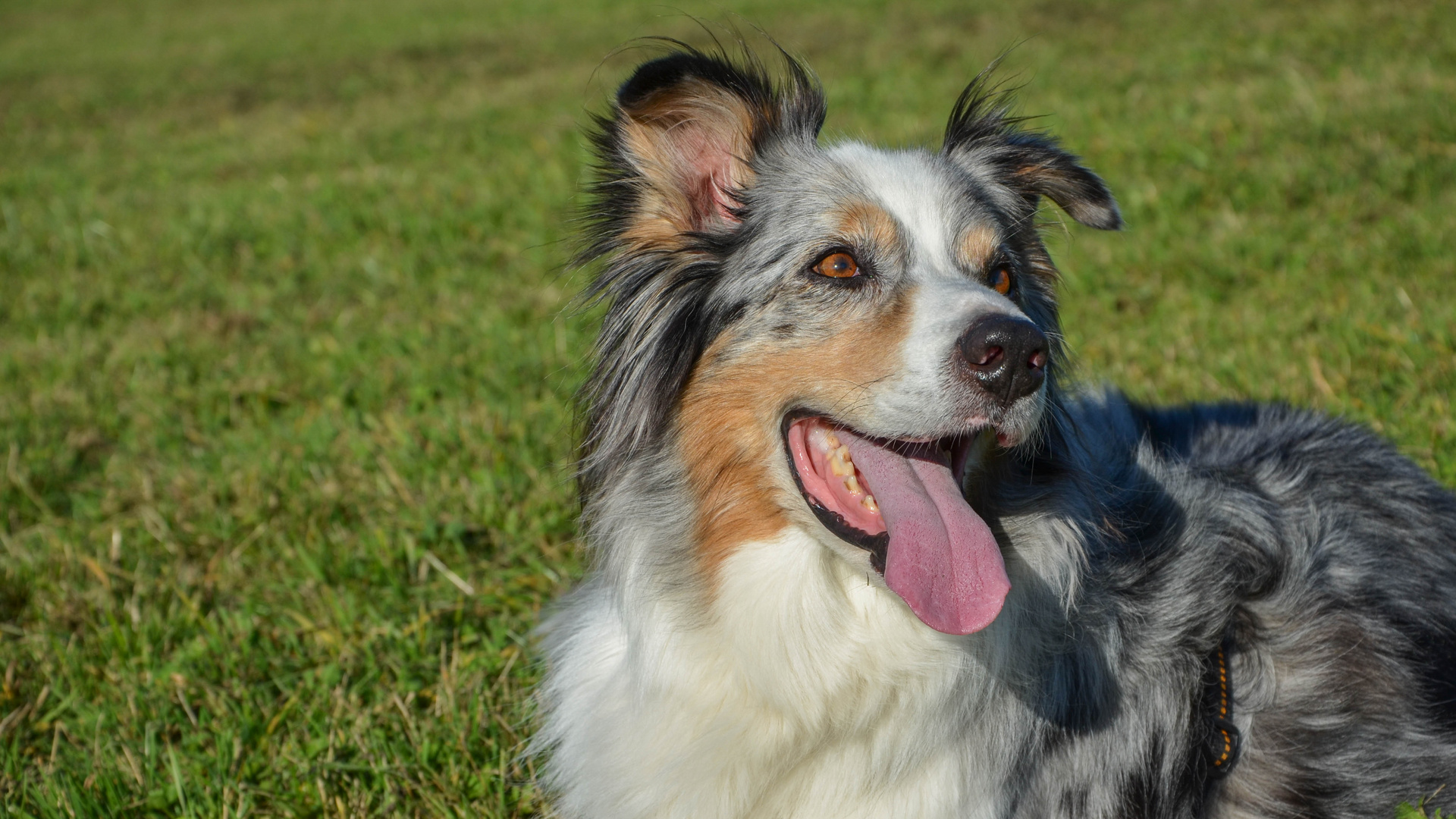 Australian Sheperd