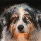 Australian Sheperd