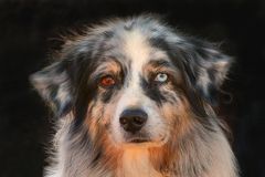 Australian Sheperd