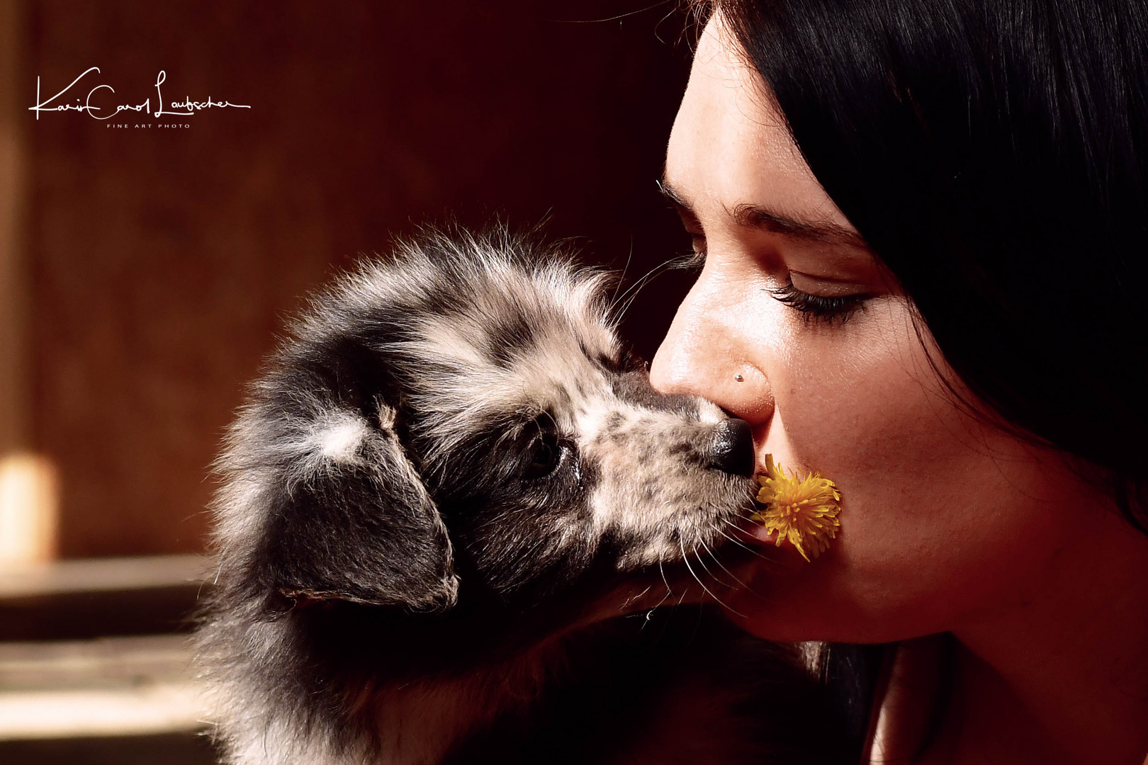 Australian Sheperd Hundebaby