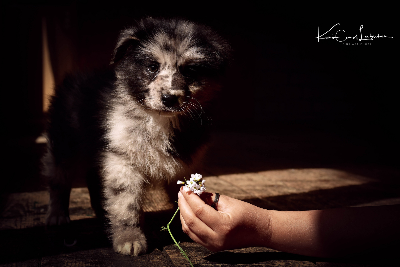 Australian Sheperd Hundebaby