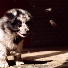 Australian Sheperd Hundebaby