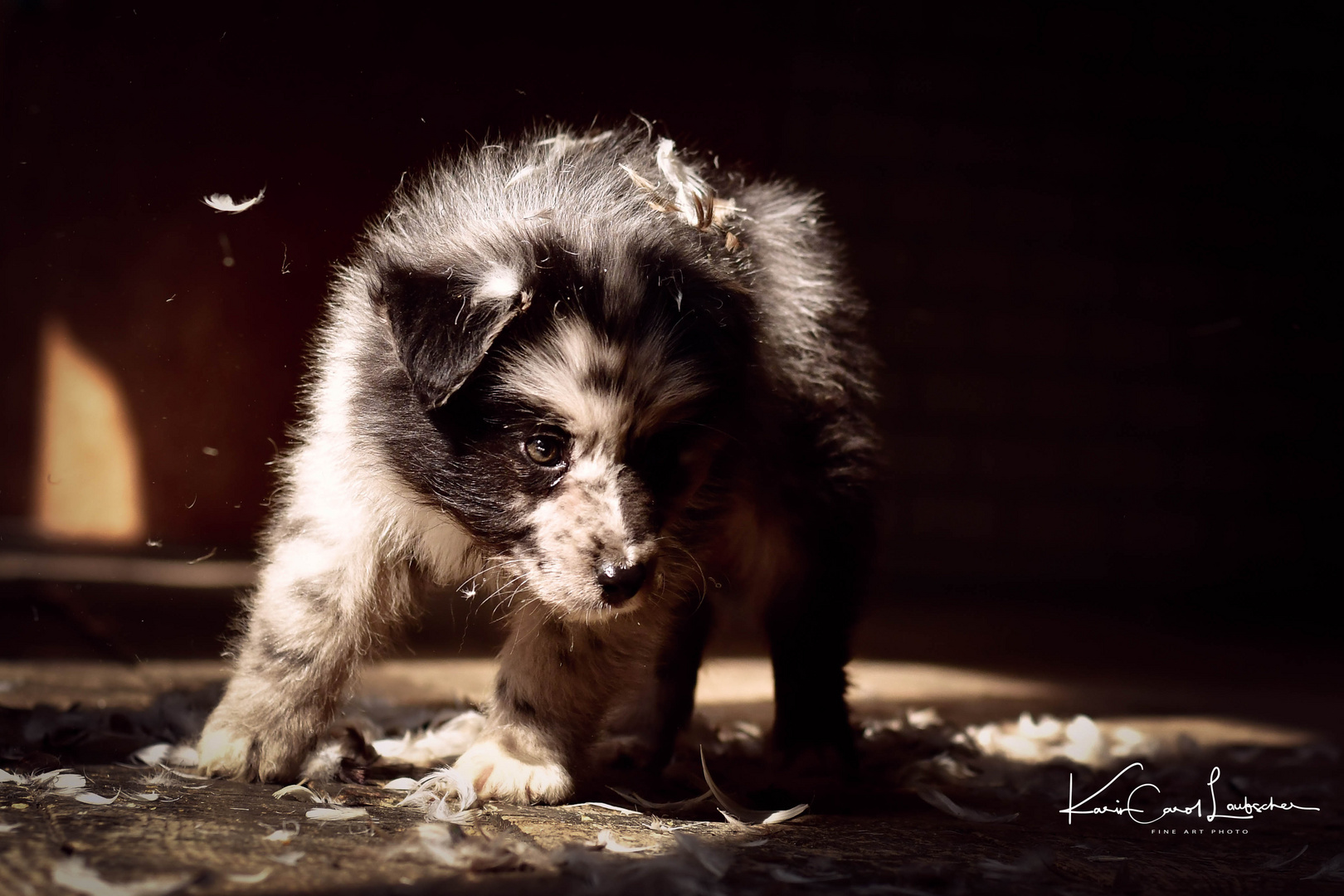 Australian Sheperd Hundebaby