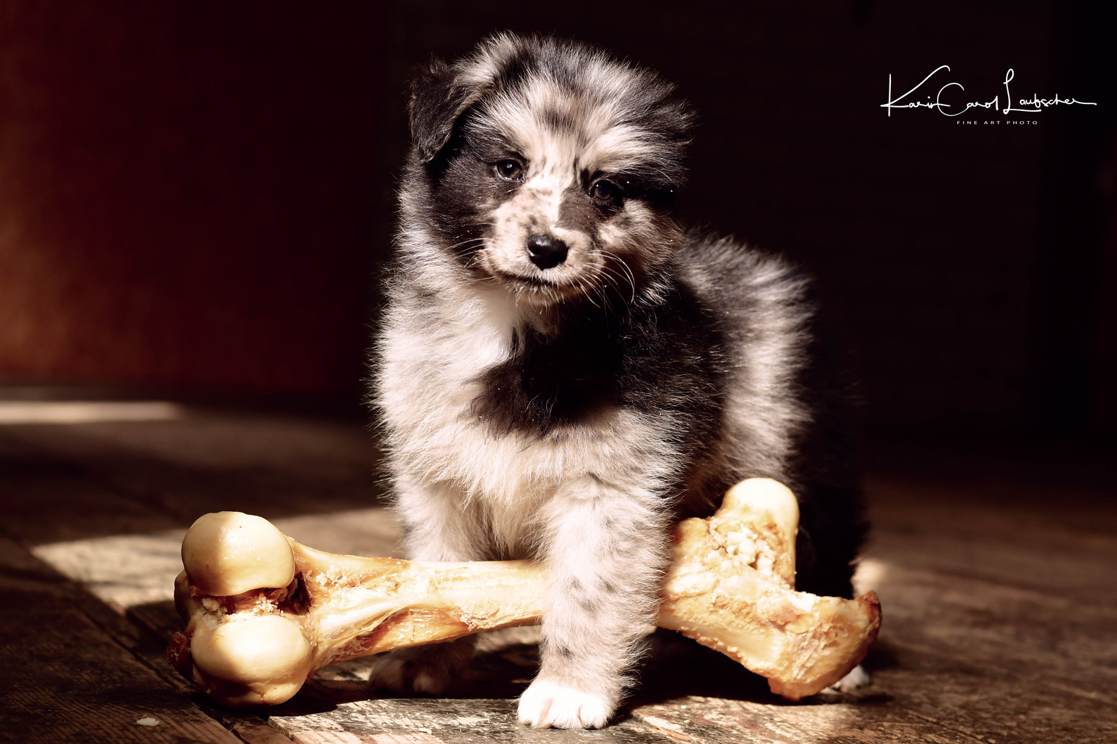 Australian Sheperd Hundebaby