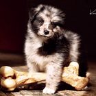 Australian Sheperd Hundebaby