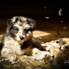 Australian Sheperd Hundebaby