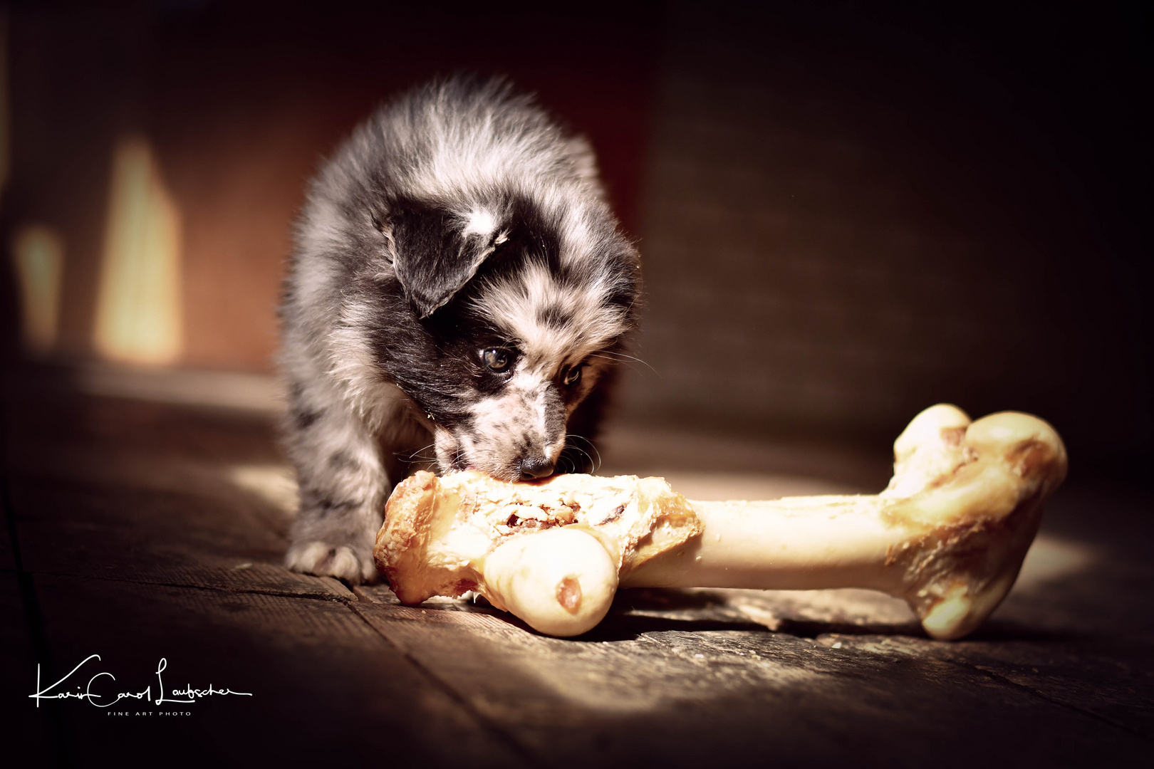 Australian Sheperd Hundebaby