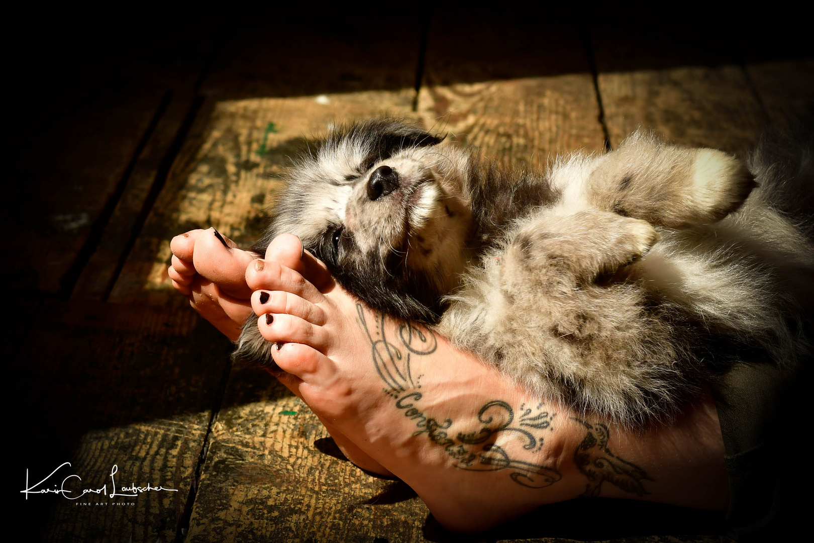 Australian Sheperd Hundebaby