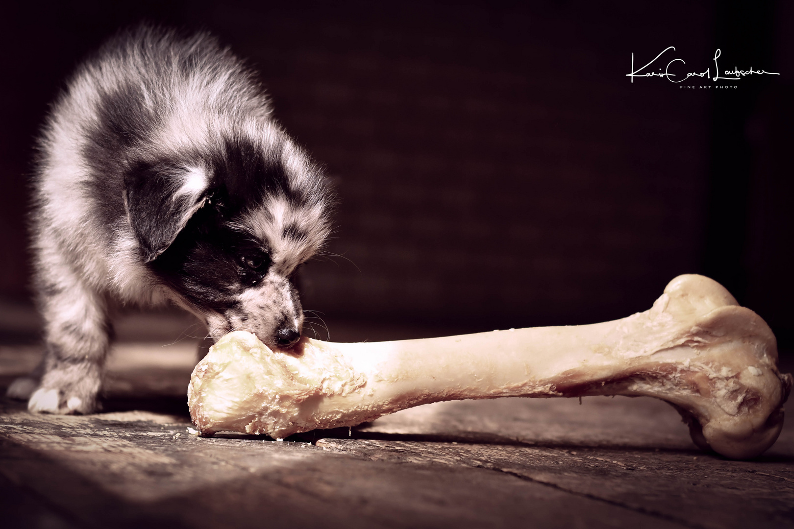 Australian Sheperd Hundebaby