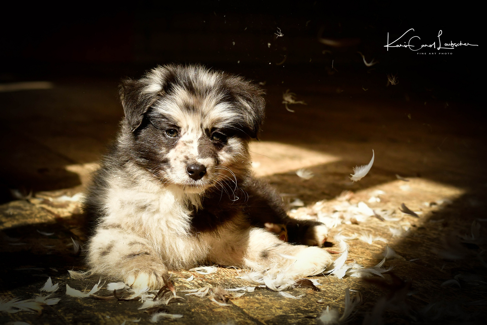 Australian Sheperd Hundebaby