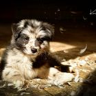 Australian Sheperd Hundebaby