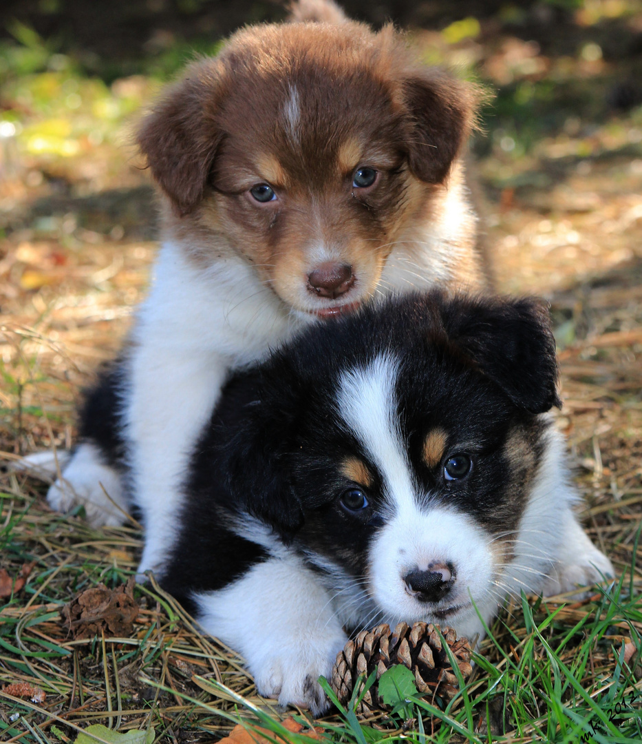 australian sheperd III