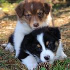 australian sheperd III