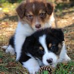 australian sheperd III