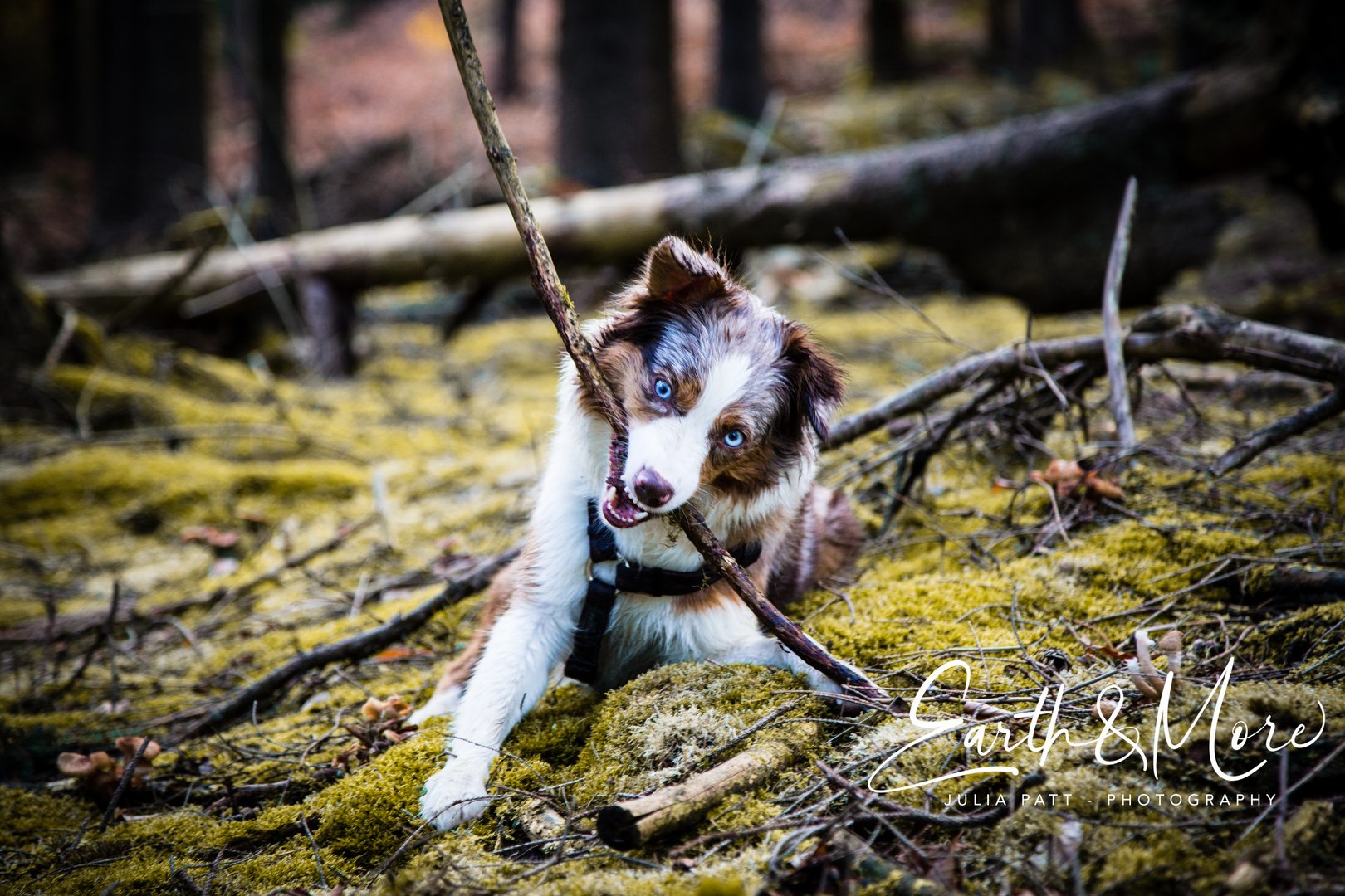 Australian Sheperd (Mini) tobt im Wald