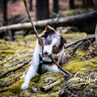 Australian Sheperd (Mini) tobt im Wald