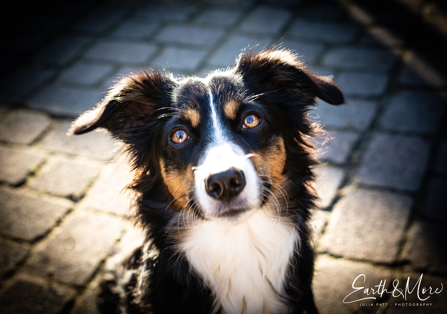 Australian Sheperd Porträt