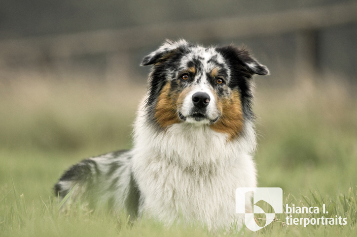 Australian Shephard