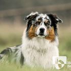 Australian Shephard