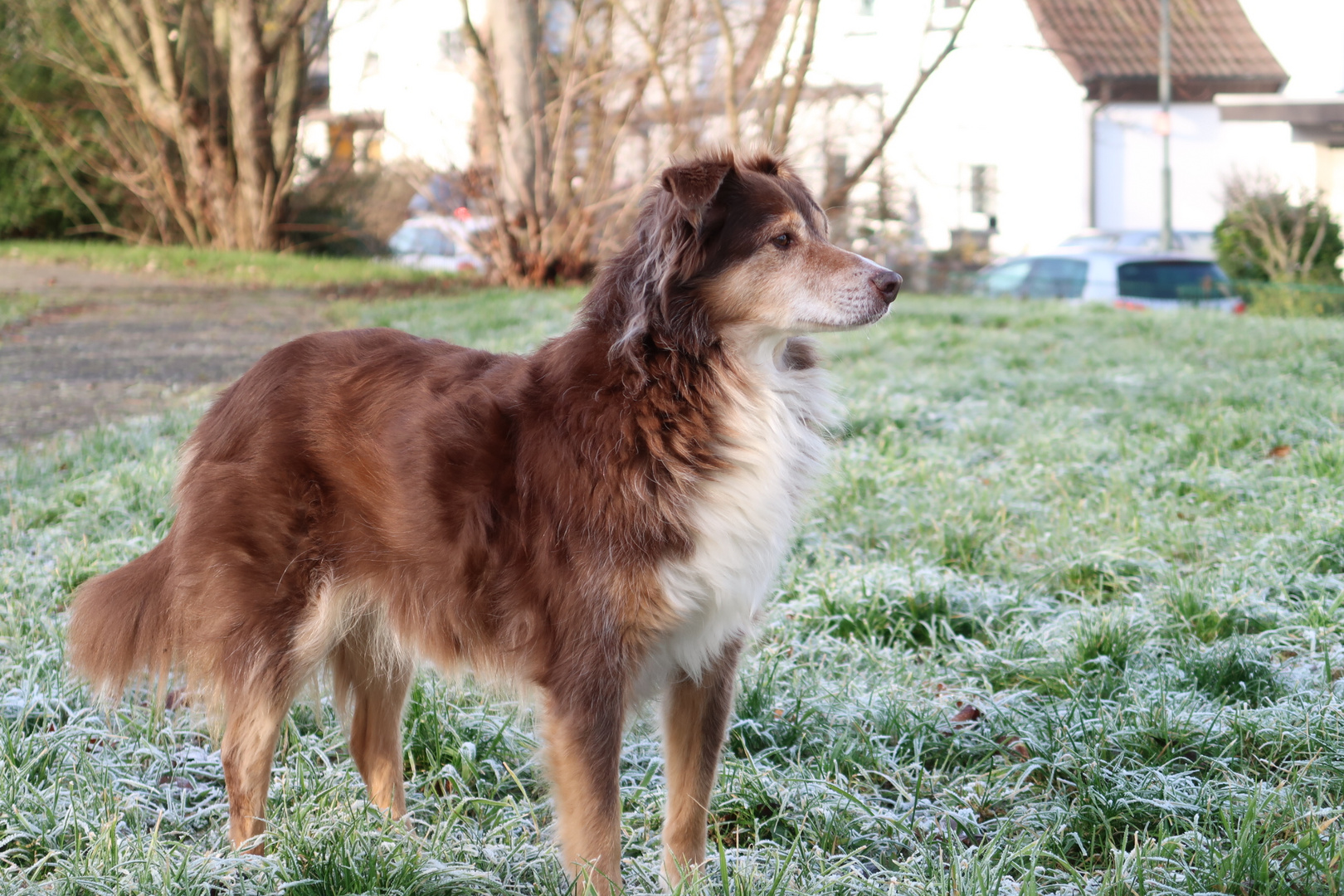 Australian Shephard auf gefrorener Wiese 