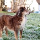 Australian Shephard auf gefrorener Wiese 