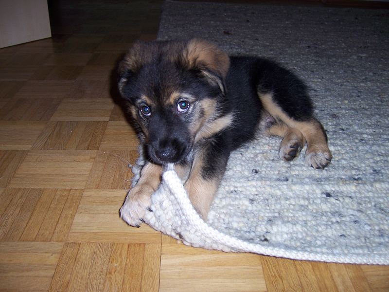 Australian Shephart Welpe , 7 Wochen