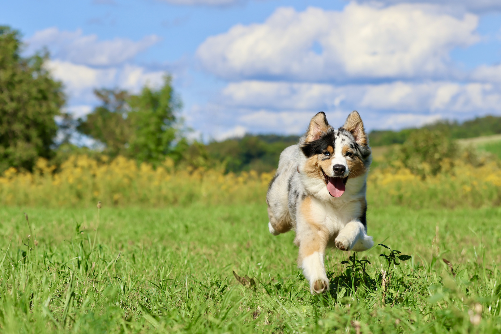 Australian Shepherd 01