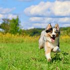 Australian Shepherd 01