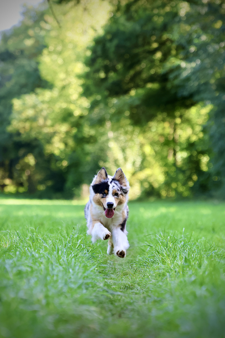 Australian Shepherd 02