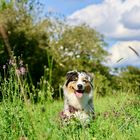 Australian Shepherd 03