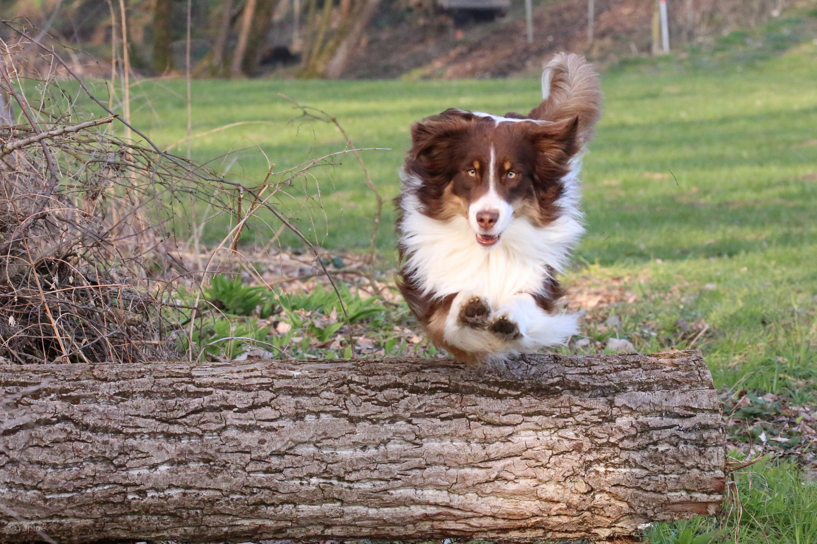 Australian Shepherd