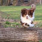 Australian Shepherd