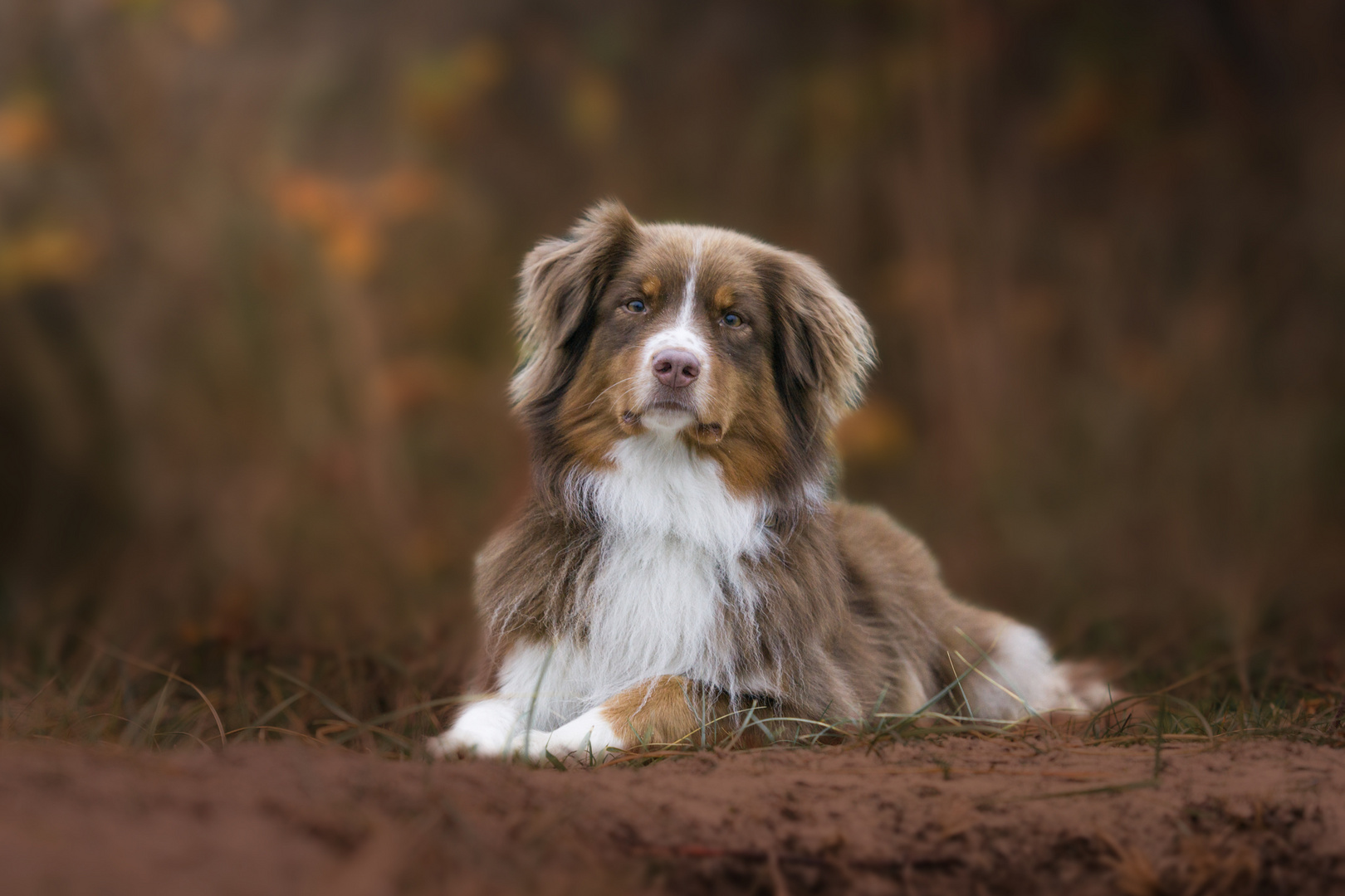 Australian Shepherd