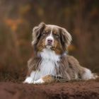 Australian Shepherd