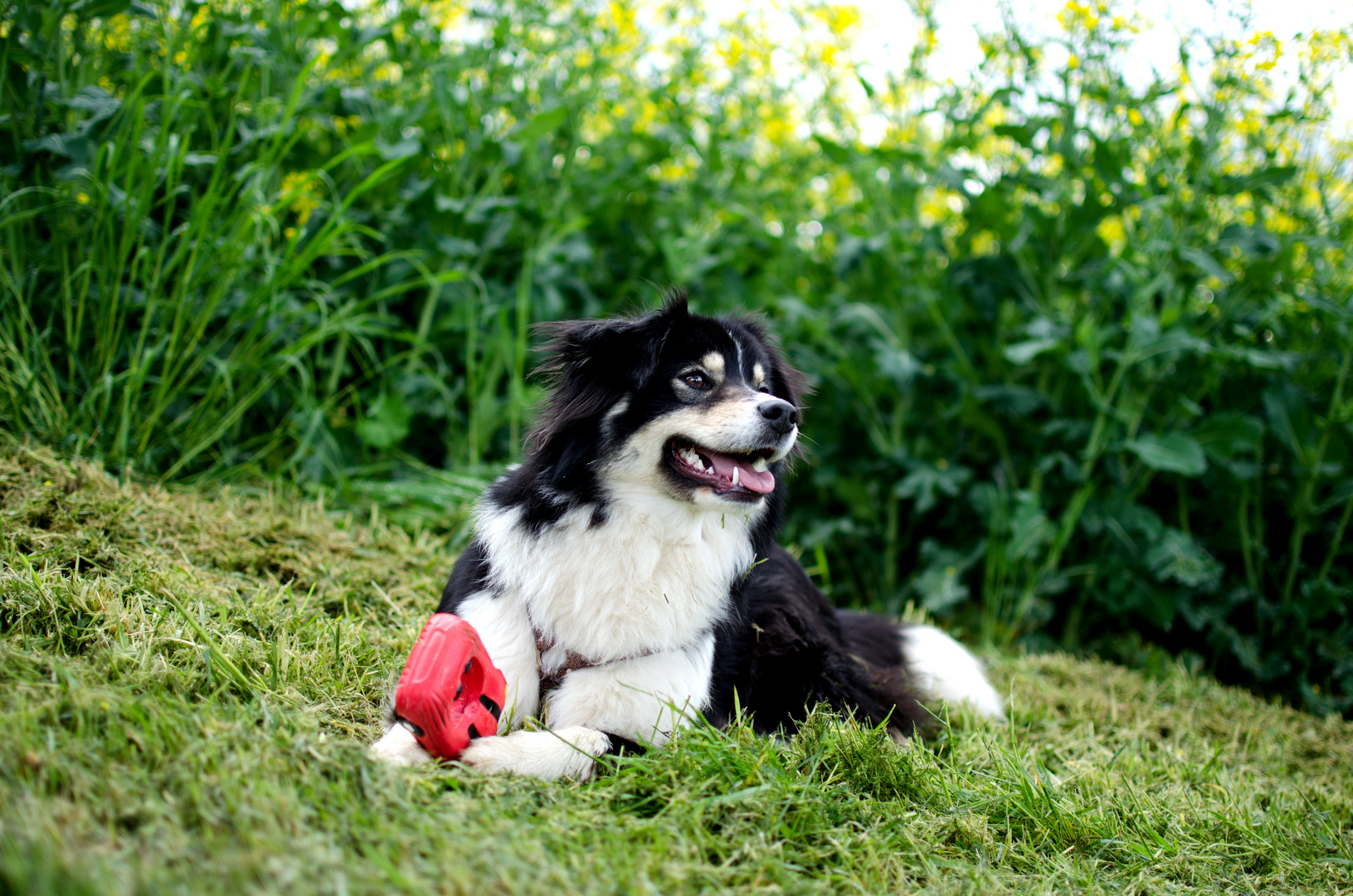 Australian Shepherd