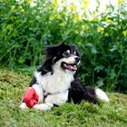 Australian Shepherd