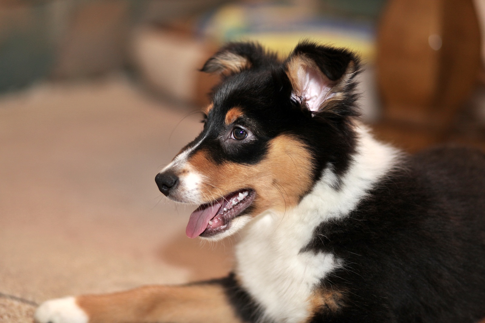 Australian Shepherd