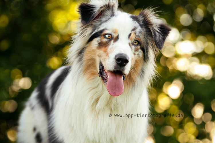 Australian Shepherd